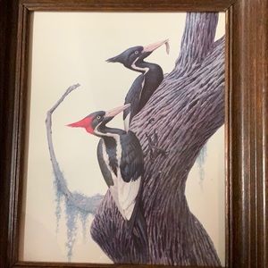 Framed Woodpecker print